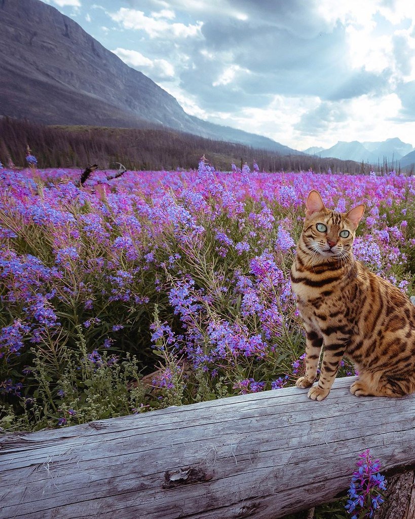 Бенгальская кошка путешественница