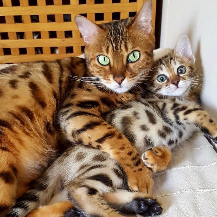 Картинки много разных картинок про бенгальских кошек