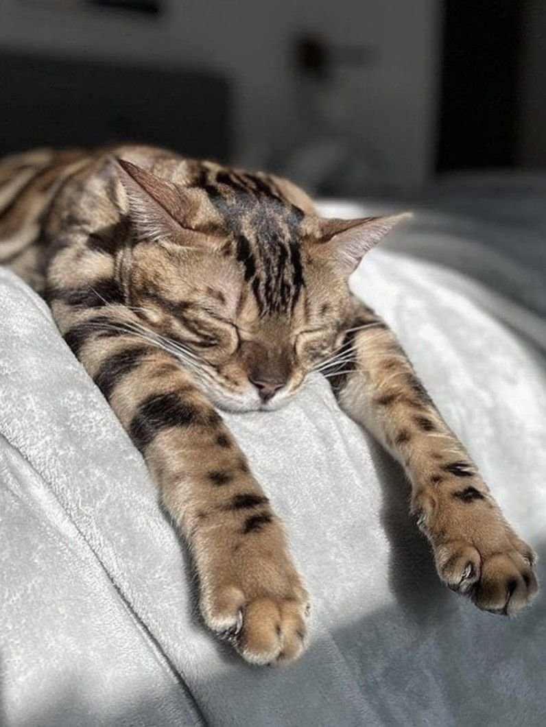 Бенгальская кошка милая