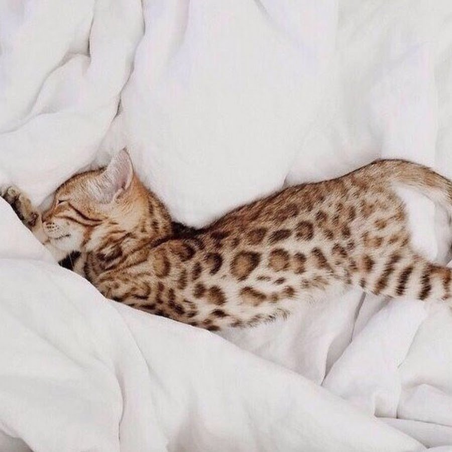 Бенгальская кошка спит