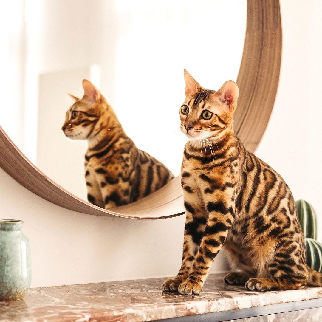 Леопардовый котенок