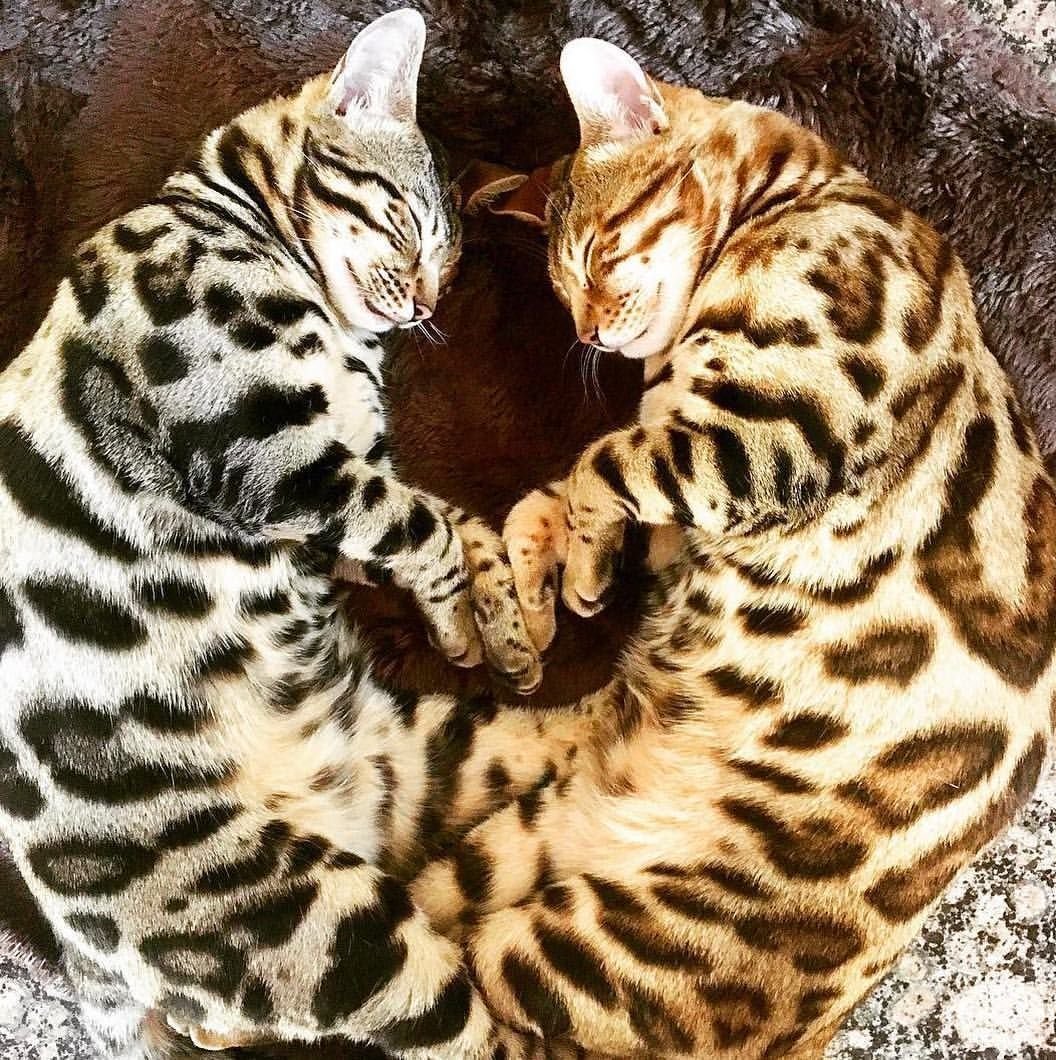 Сьюки бенгал