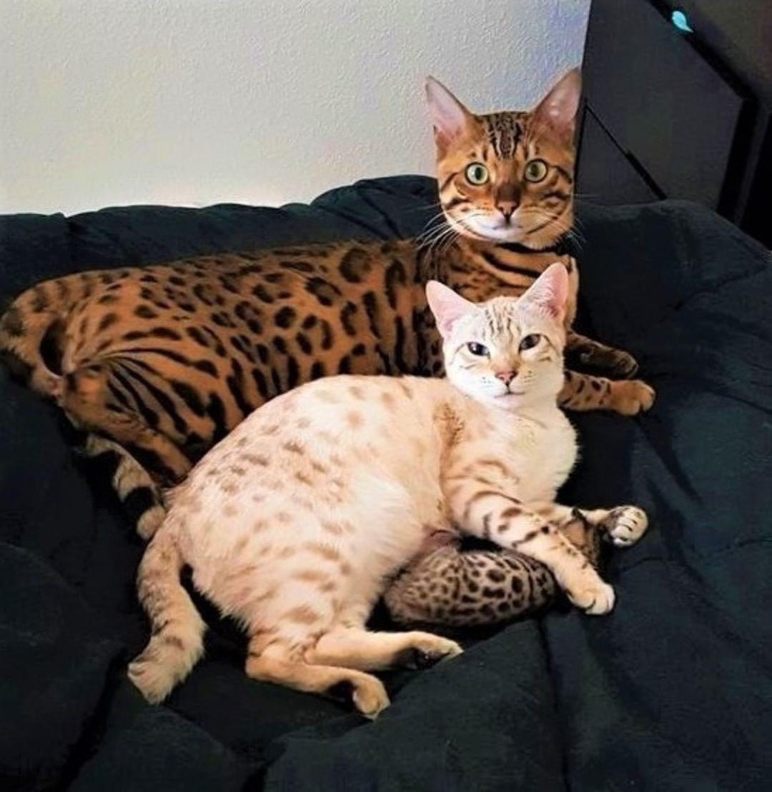 Кот и кошка бенгал