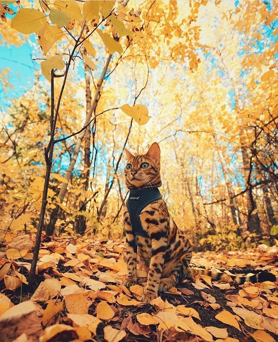 Котенок и ежонок