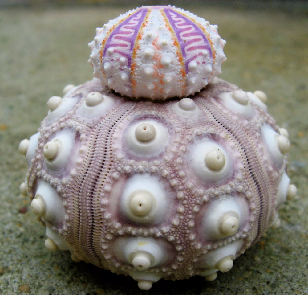 Hexaplex Radix