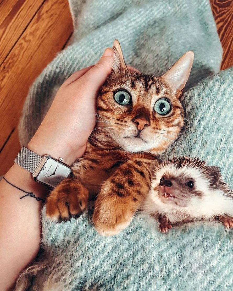 Бенгальская Саванна кошка