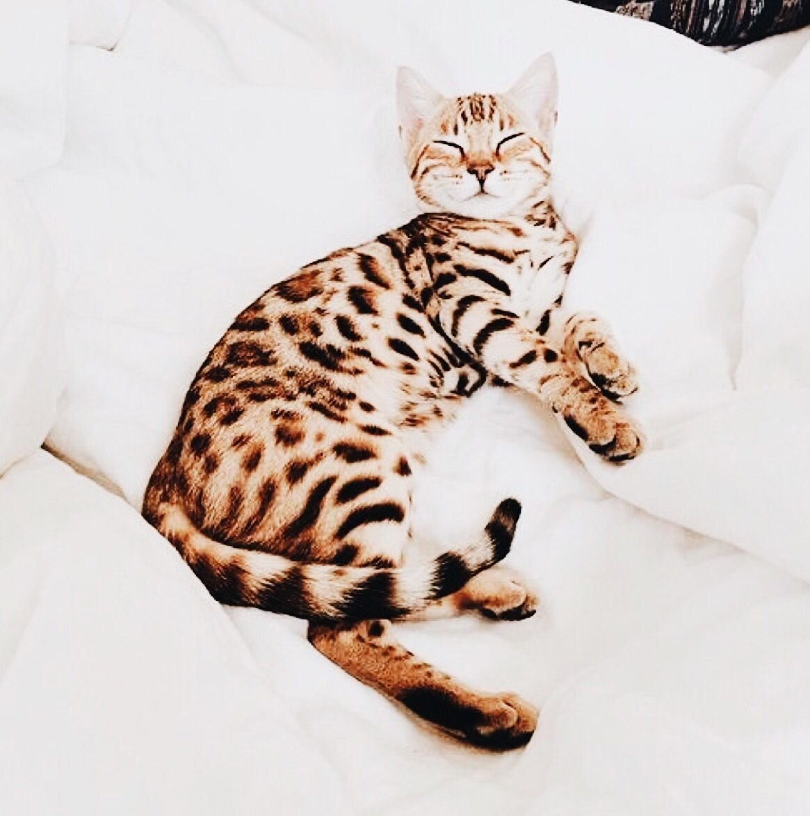 Манчкин бенгал