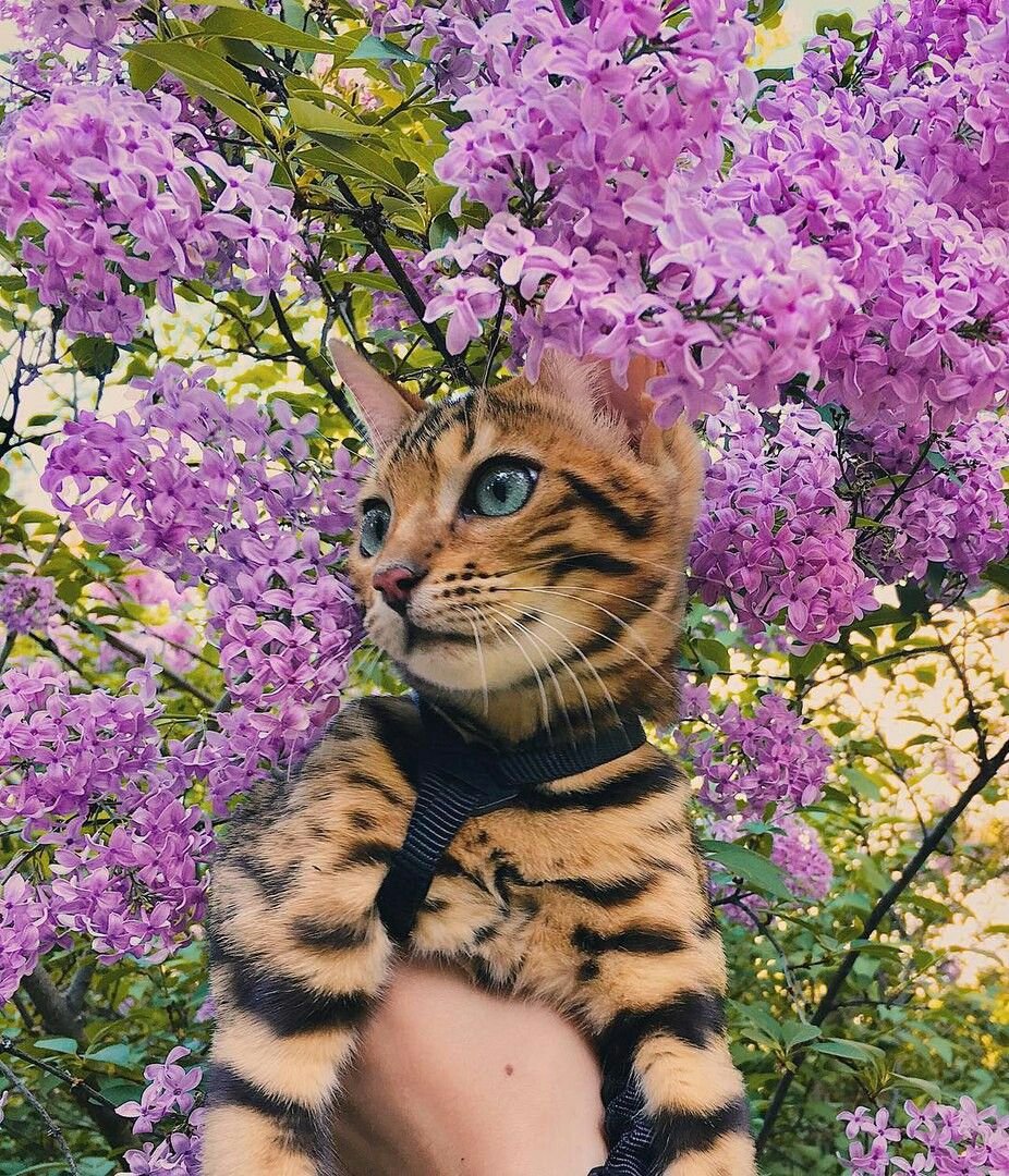 Сьюки кот путешественник