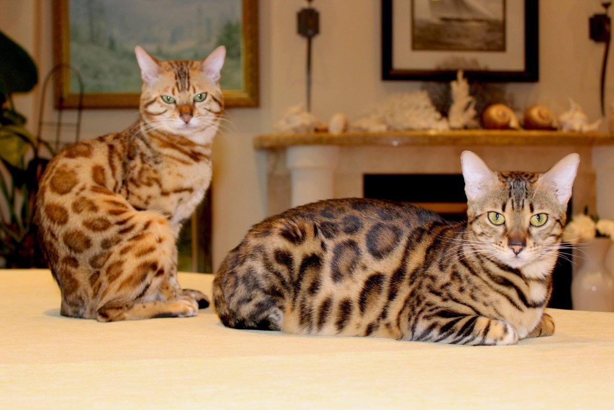 Бенгал тигровый