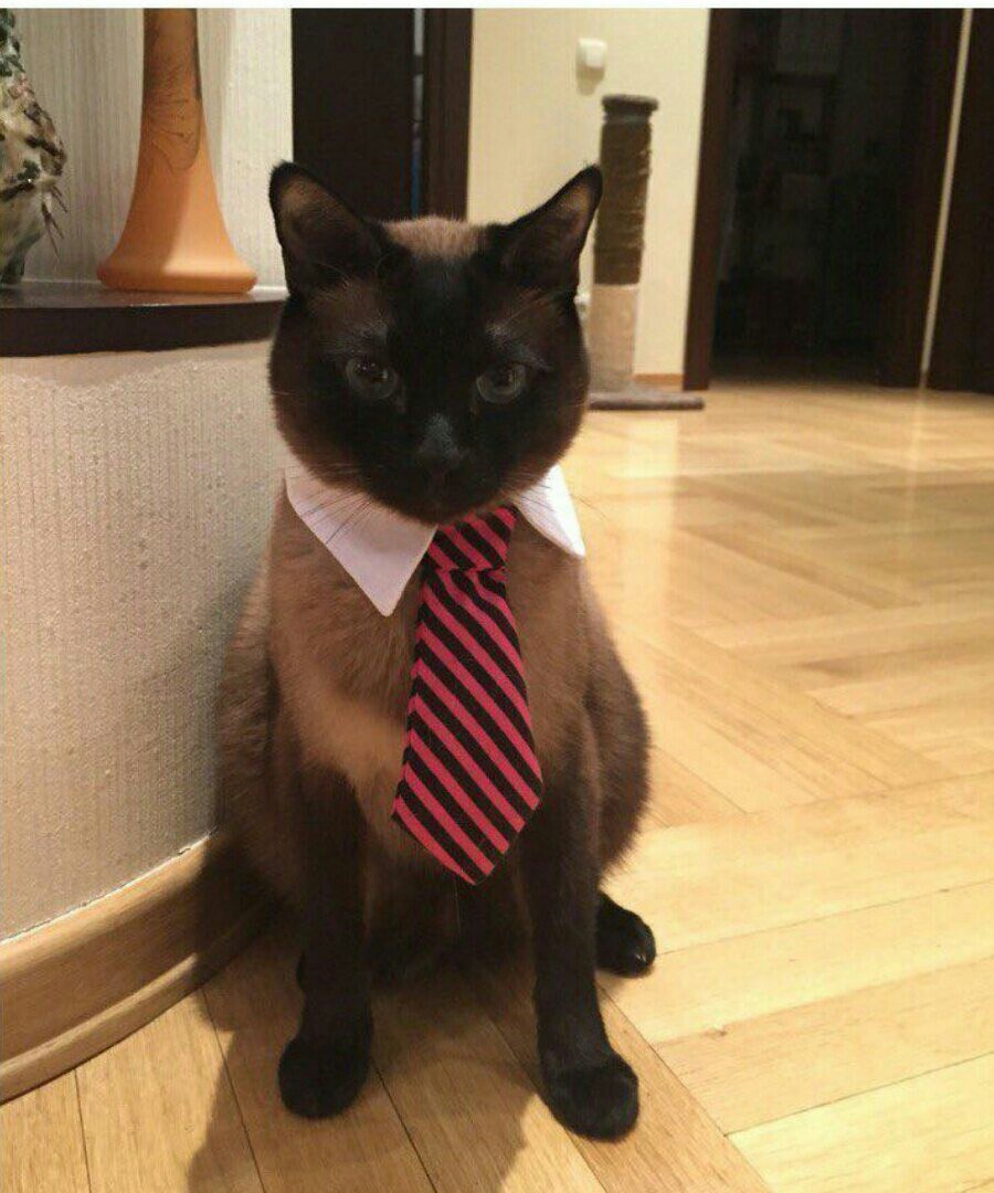 Костюмы для сиамских котов