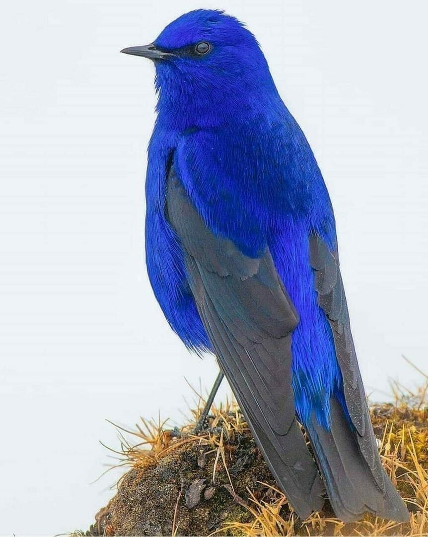 Голубой ара и гиацинтовый ара