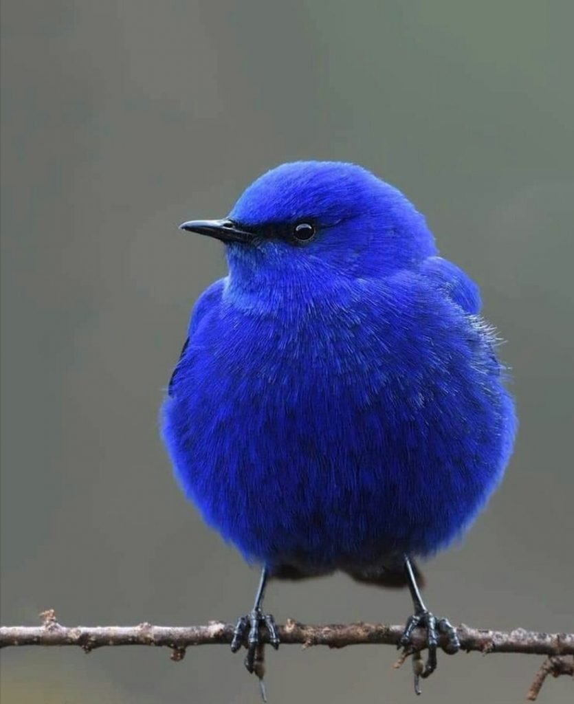 Суракаф птица