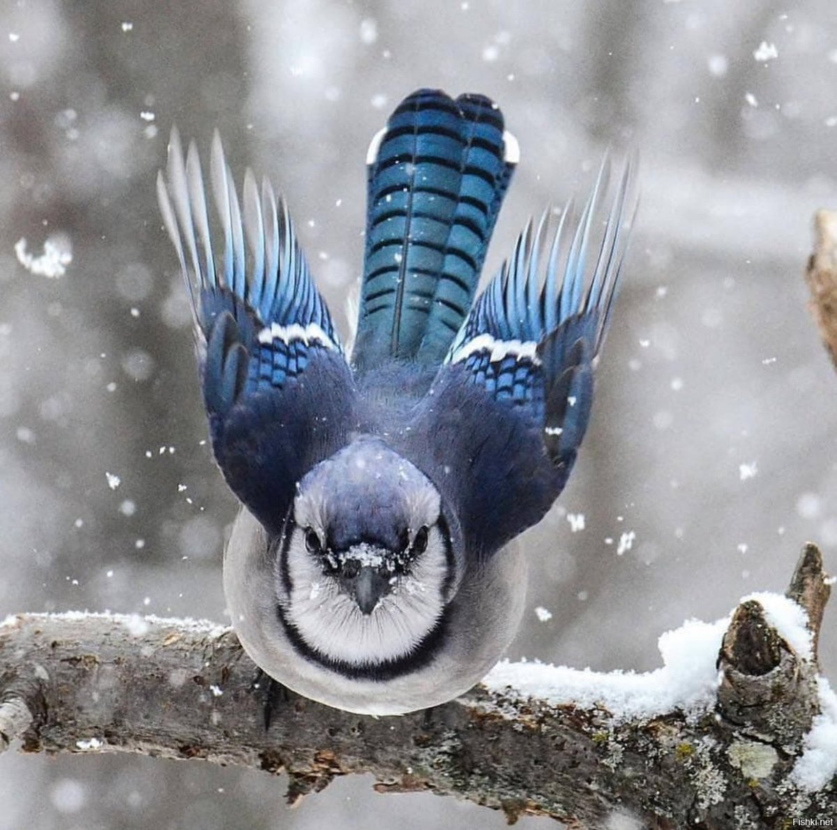 Птица цвета ультрамарин