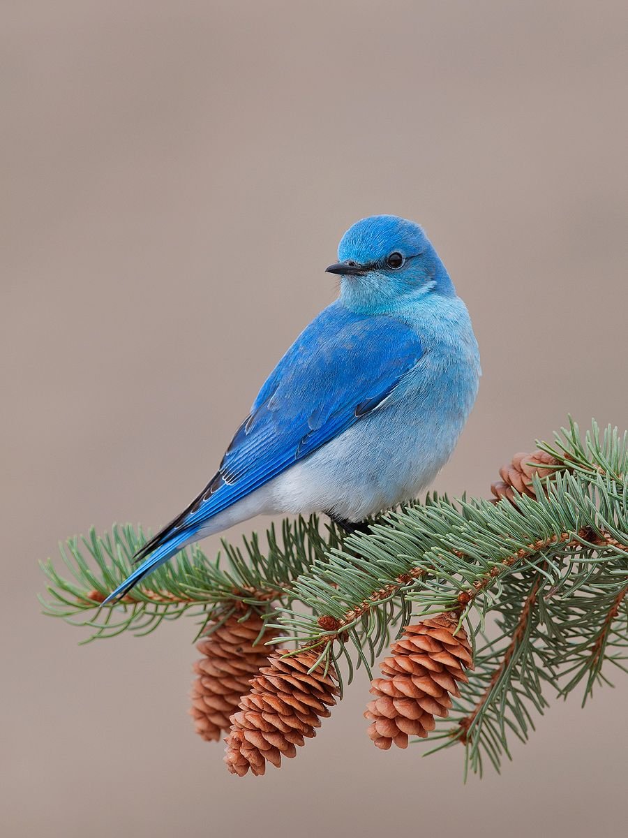 Зунзинито птичка