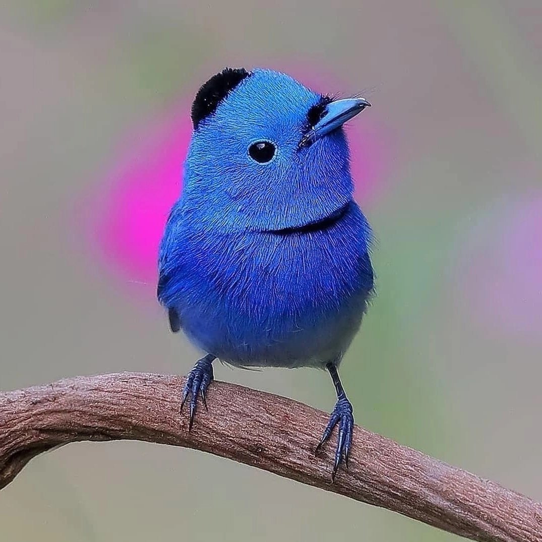 Североамериканская голубая Сойка