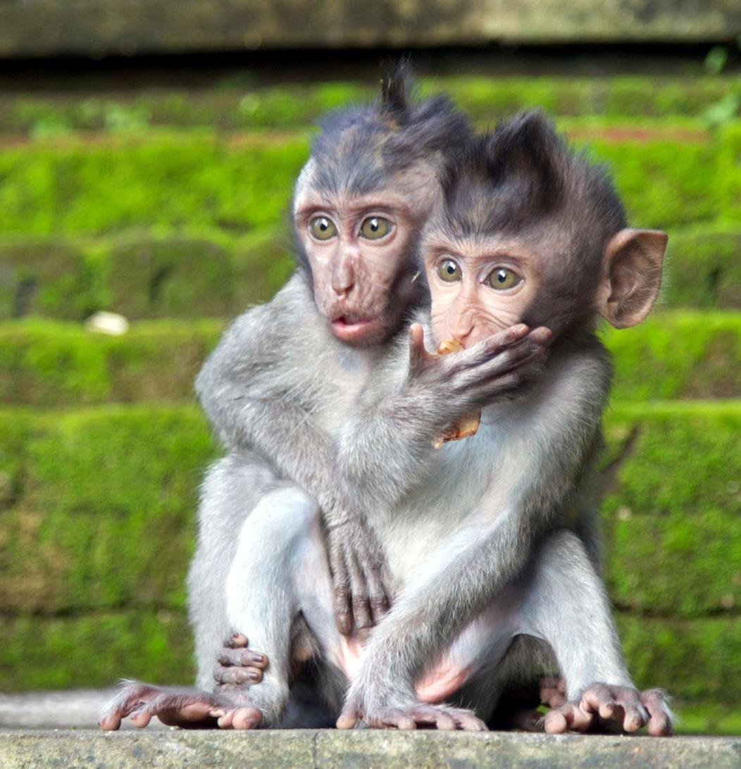 Две мартышки