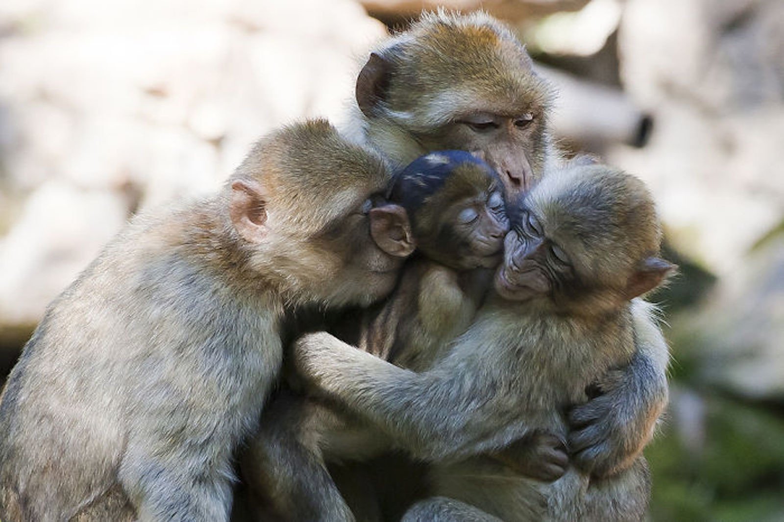 2 животных как 2 человека. Семья животных. Заботливые животные. Семья обезьянок. Детеныш обезьяны.