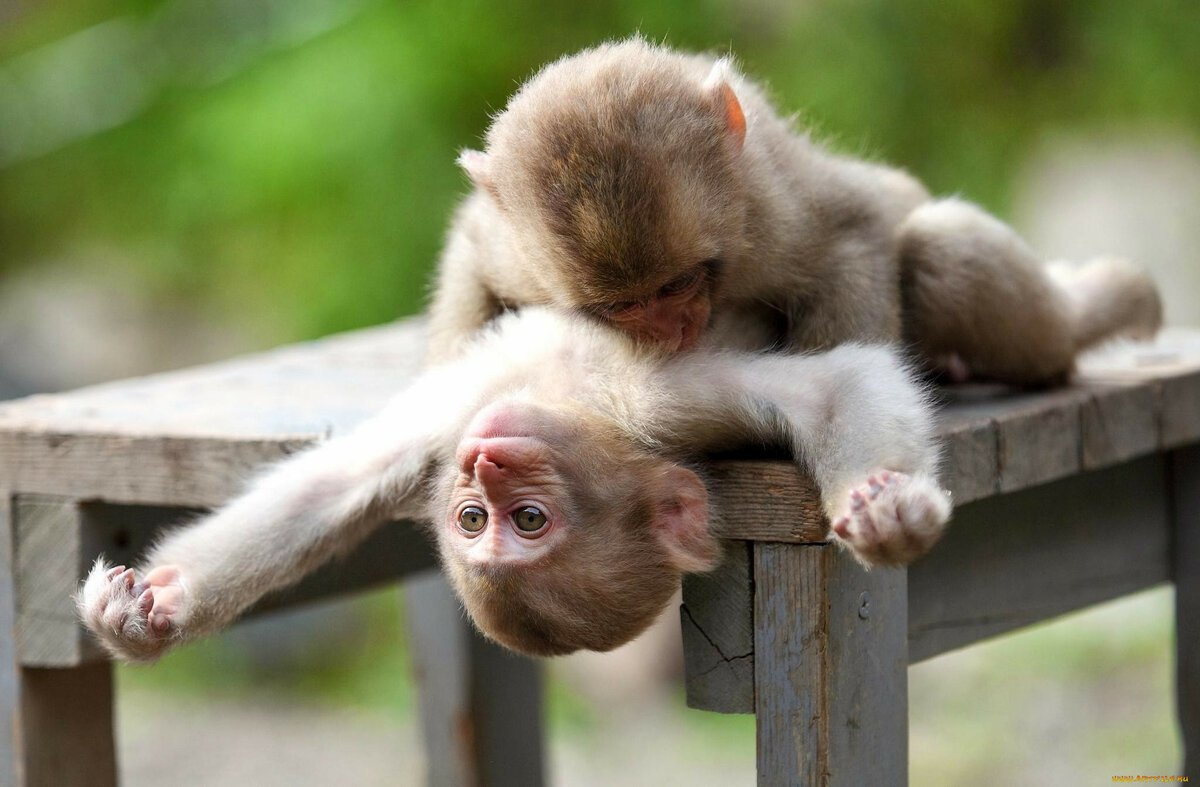 Забавные животные