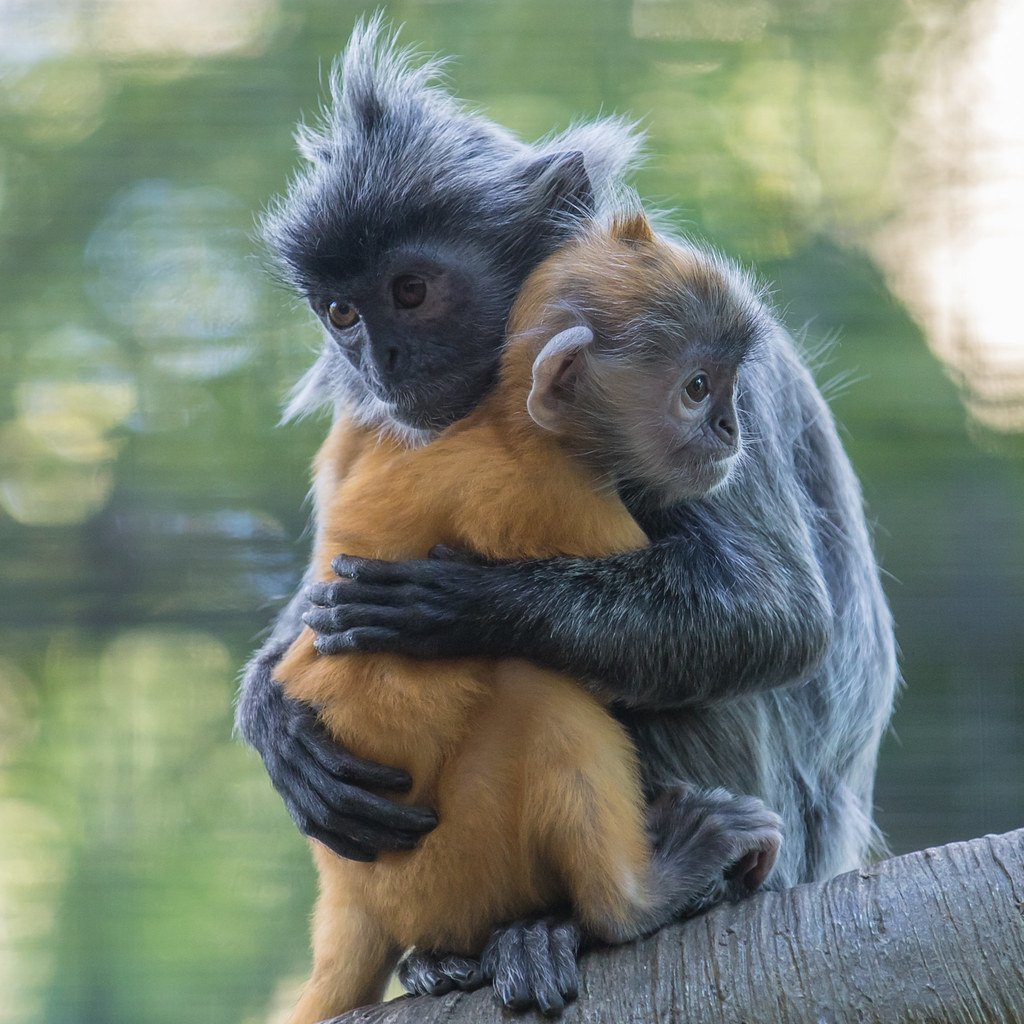 Две мартышки