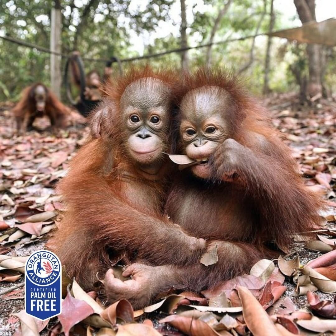 Обезьянка выглядывает милая