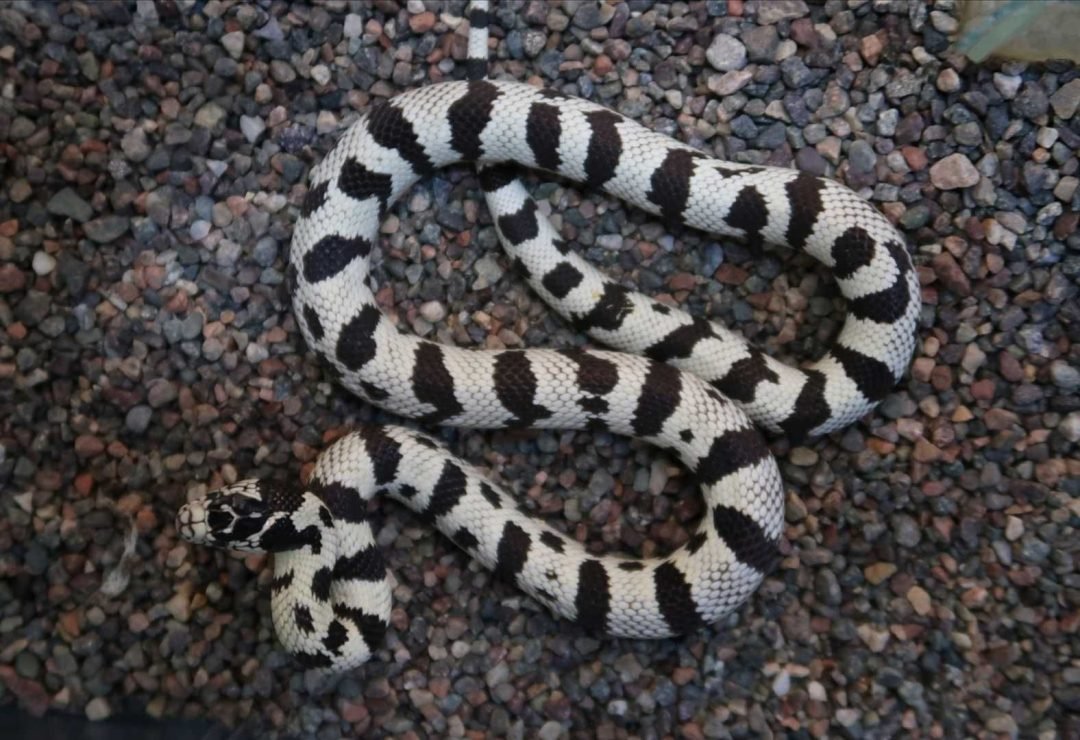 Калифорнийская Королевская змея белая