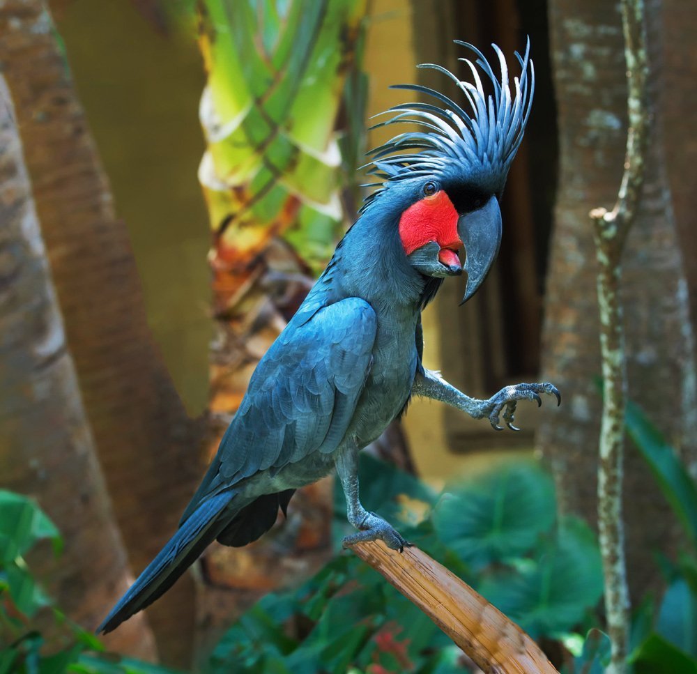 Роскошный баррабандов попугай