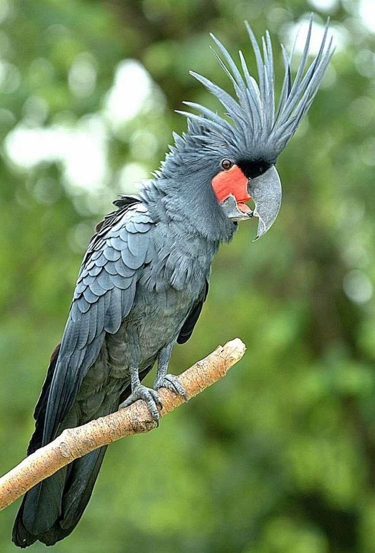 Черный пальмовый Какаду