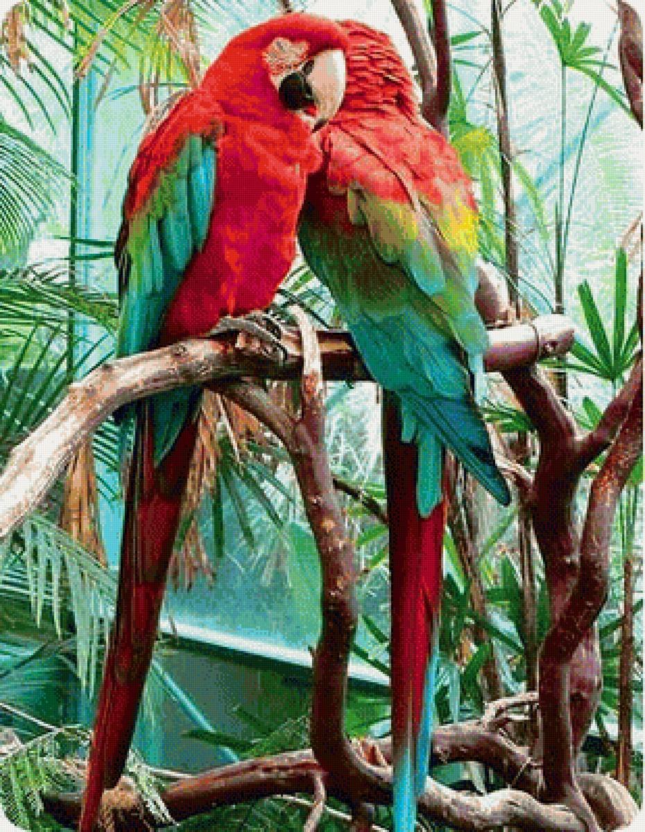 Мадагаскарский попугай