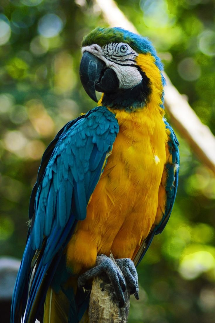 Какаду и ара