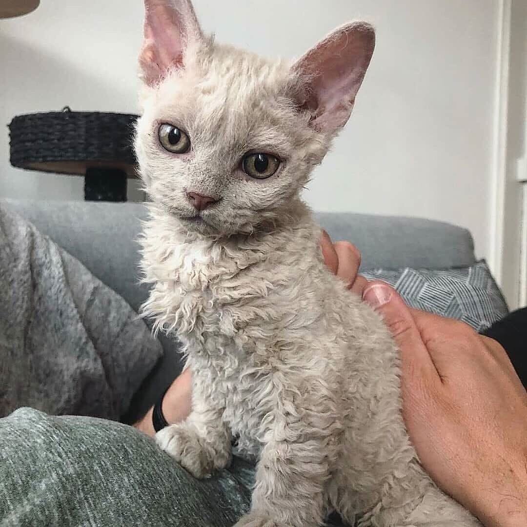 Кудрявые коты гипоаллергенные