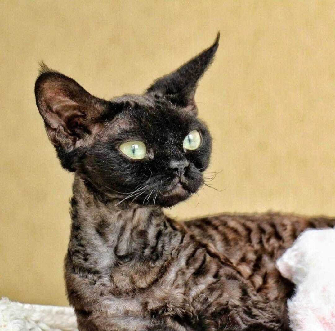 Девон рекс рыжий