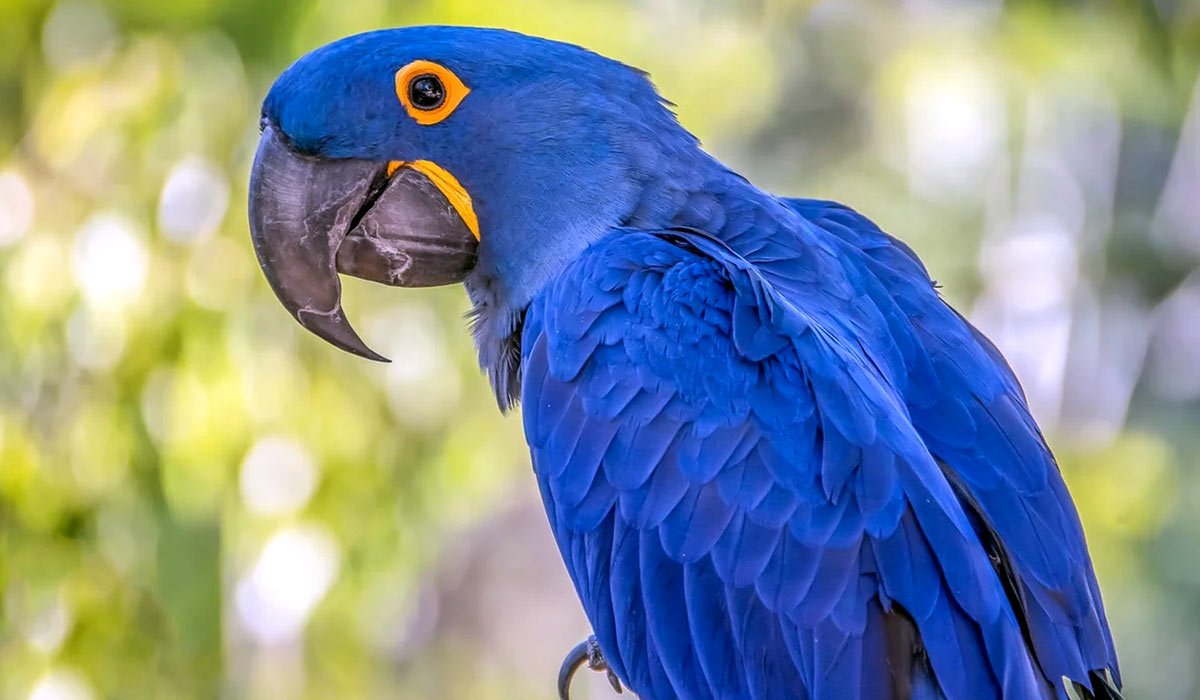 Попугай ара гиацинтовый