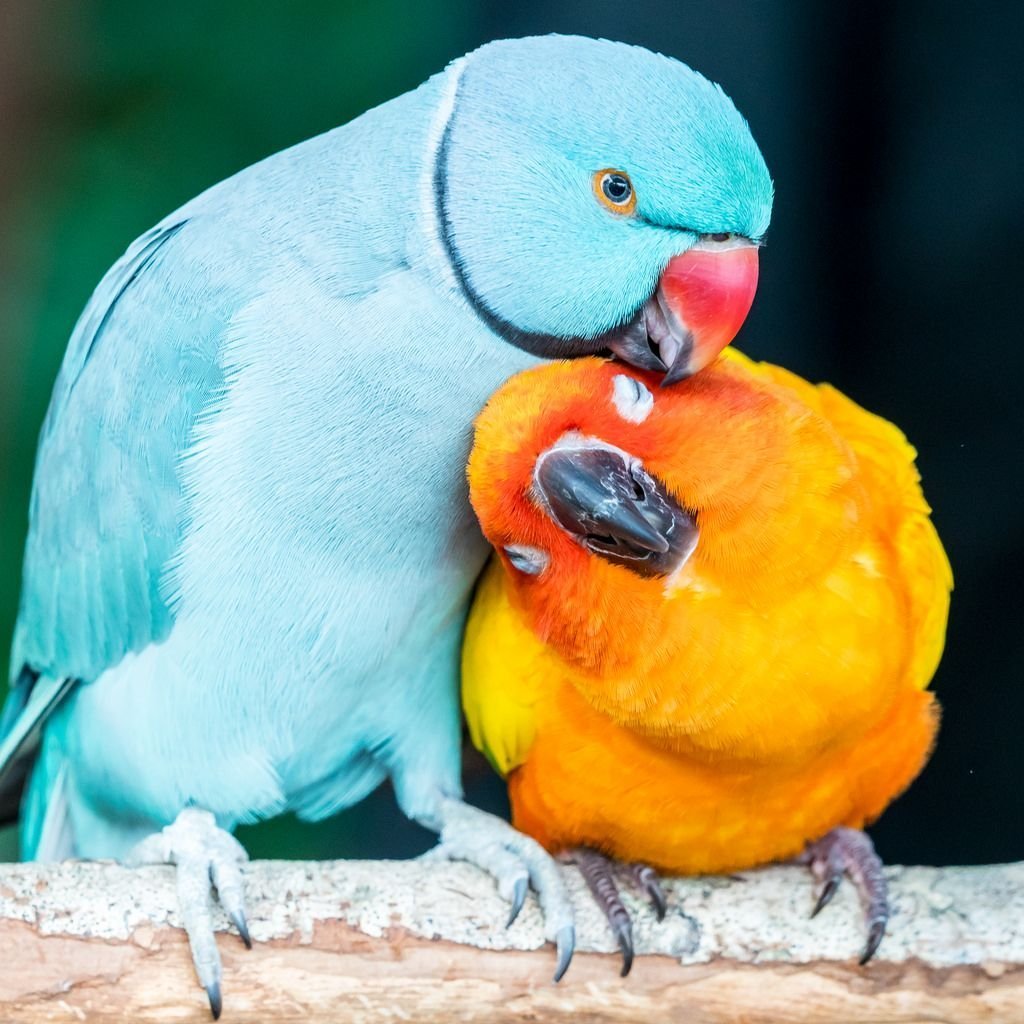 Indian ringneck голубой