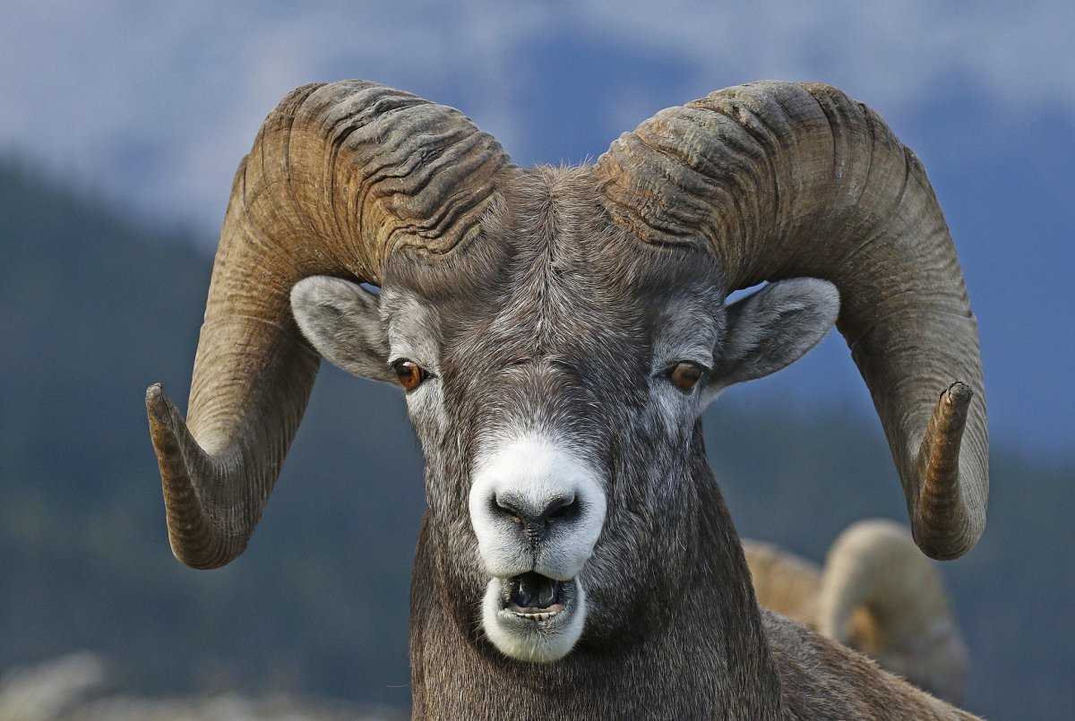 Винторогий горный баран
