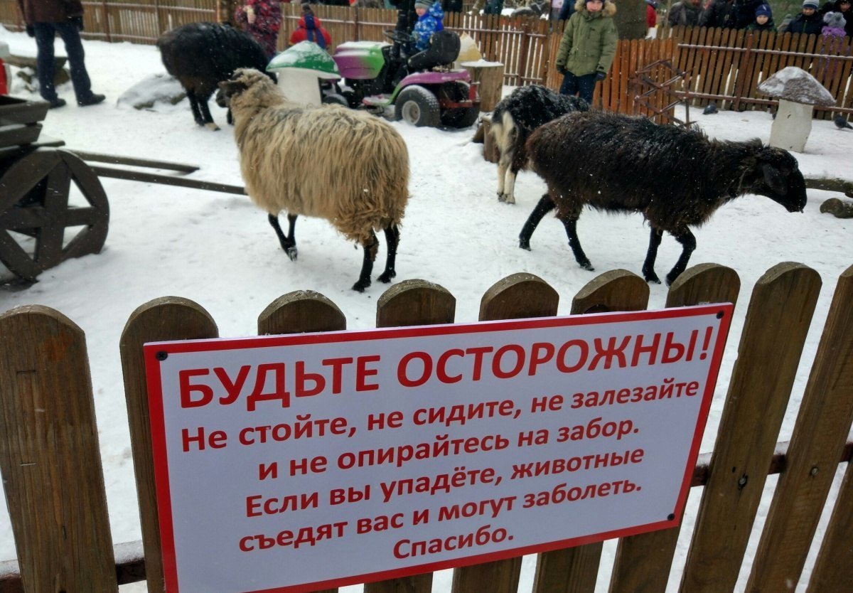 Бараны стукаются лбами