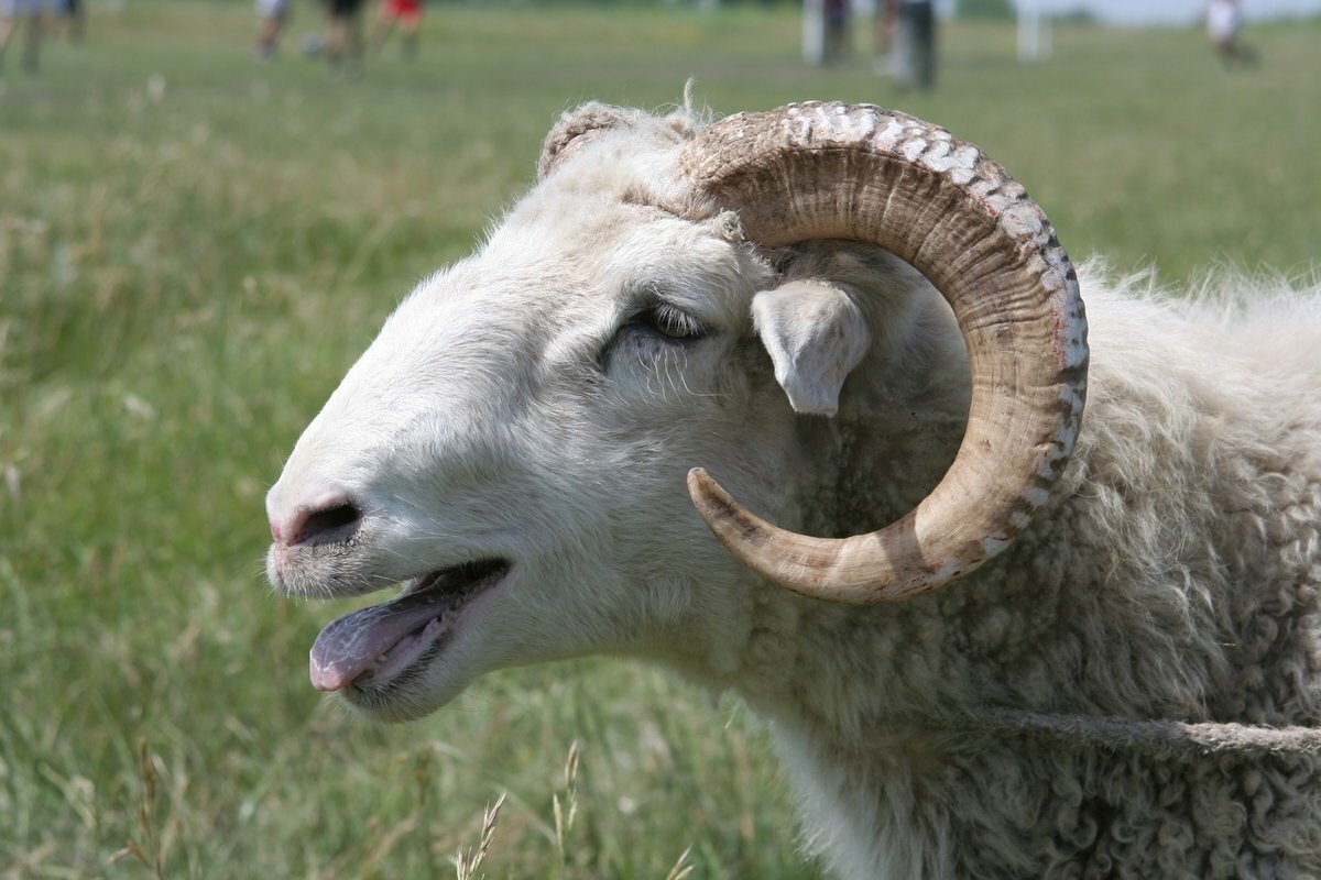 Рога барана