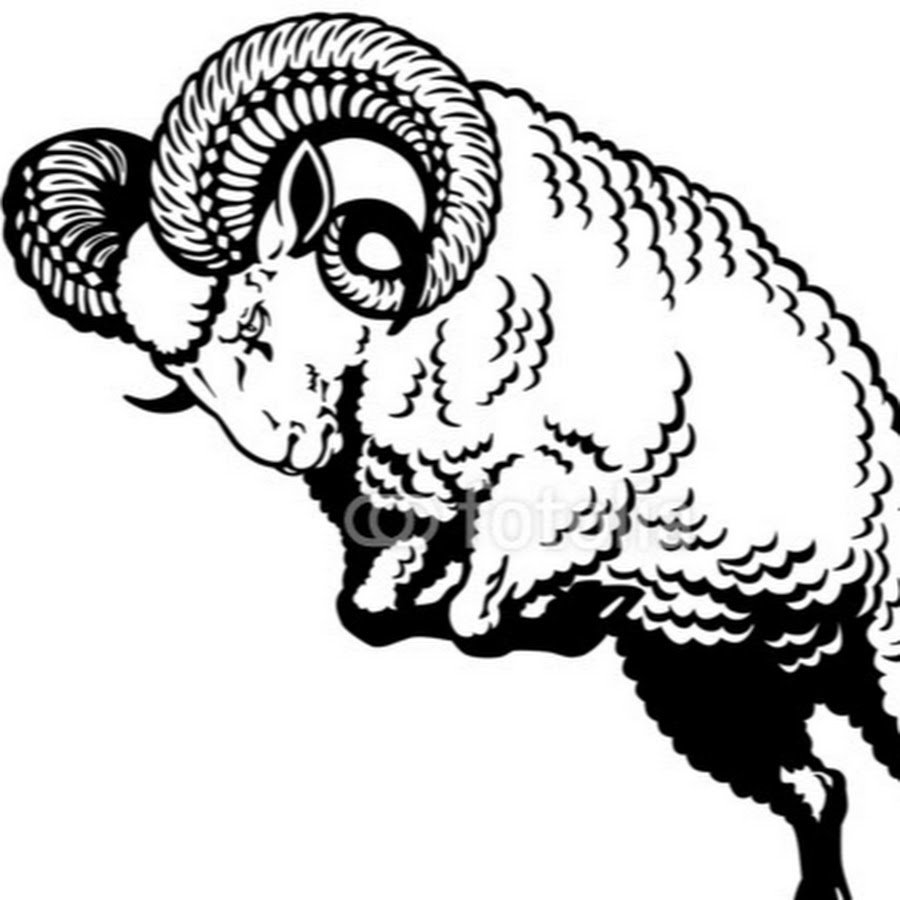 Овца прикол