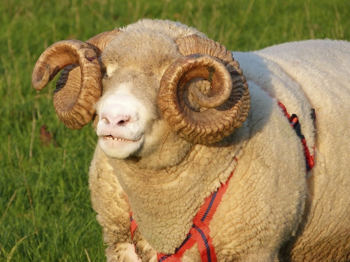 Самка барана