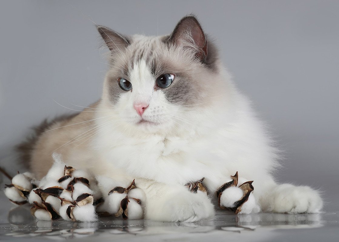 Канадский Рэгдолл