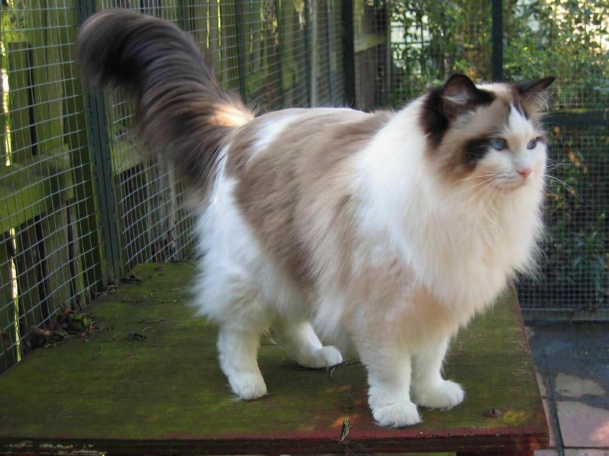 Крупные породы кошек Рэгдолл