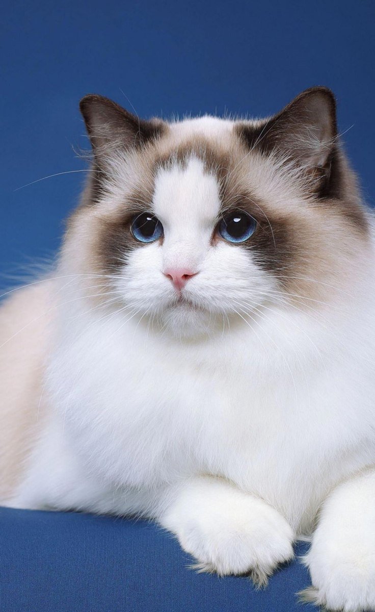 Длинношерстный Рэгдолл