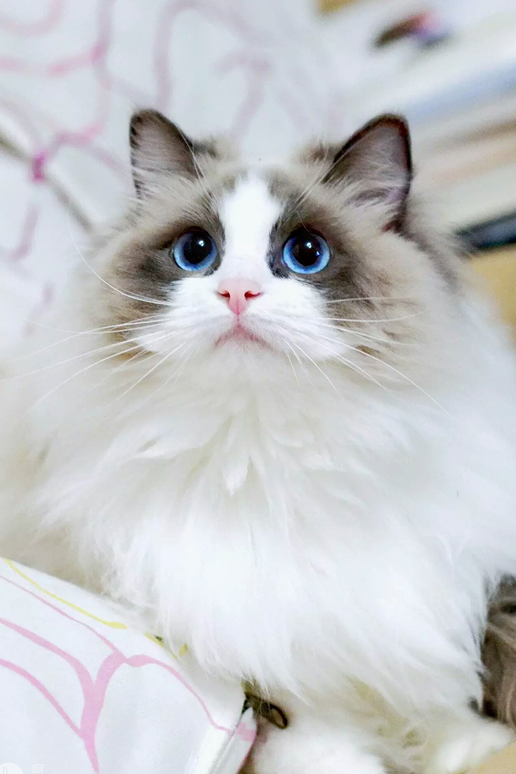 Котята породы Рэгдолл