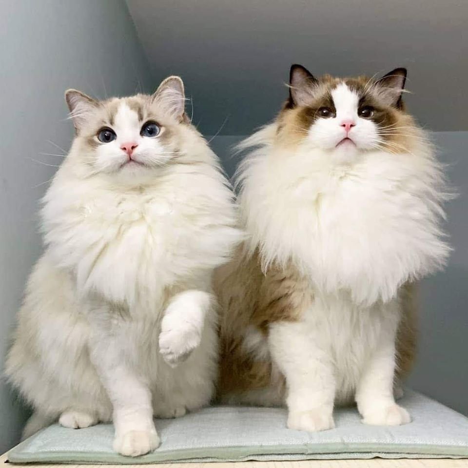 Рэгдолл кошка