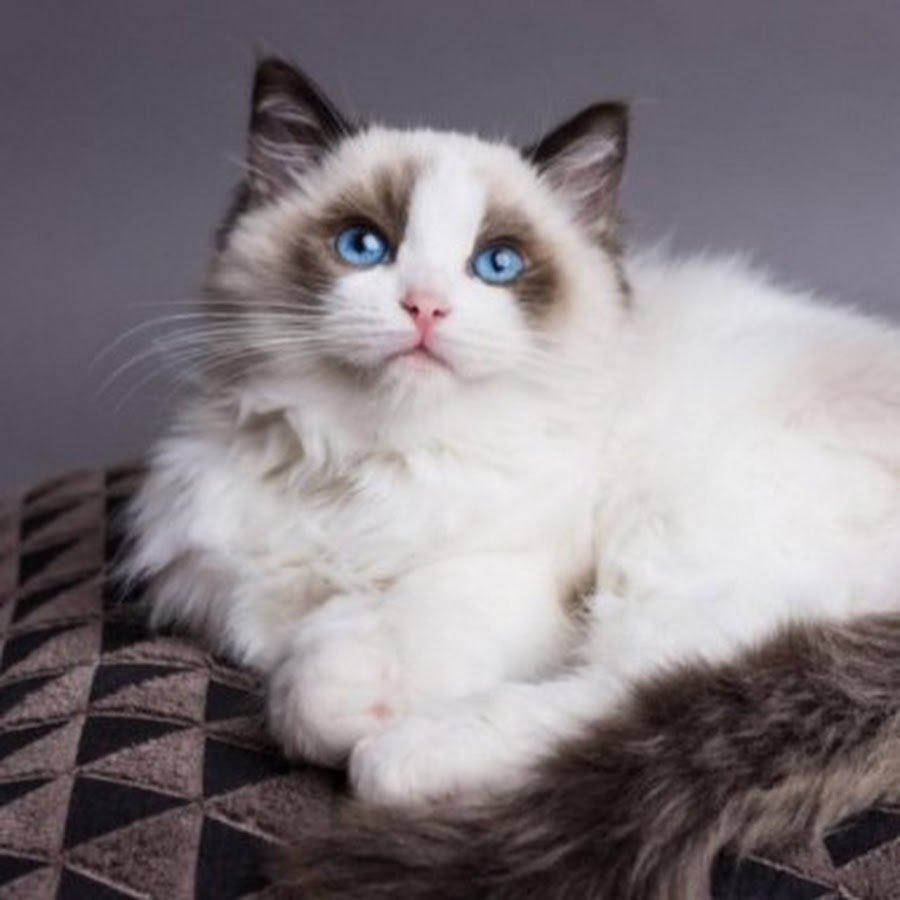 Балинезийская Рэгдолл