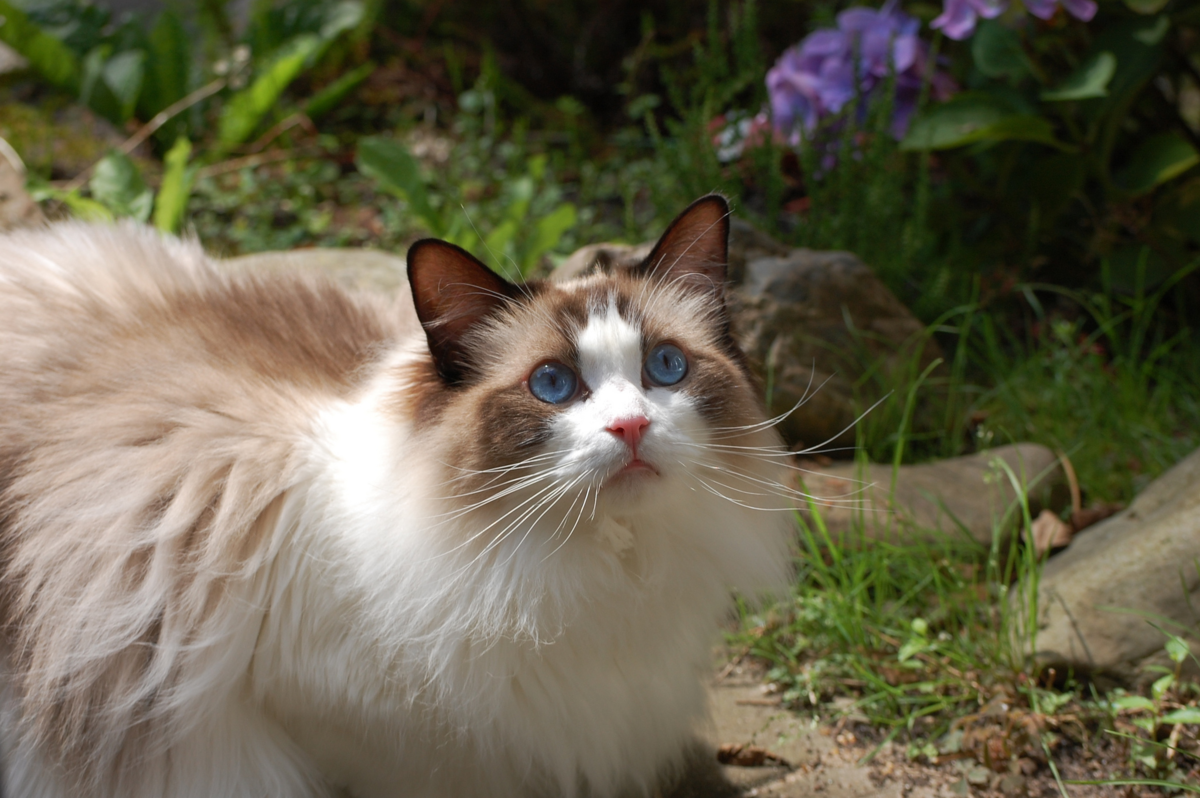 Котята породы Рэгдолл