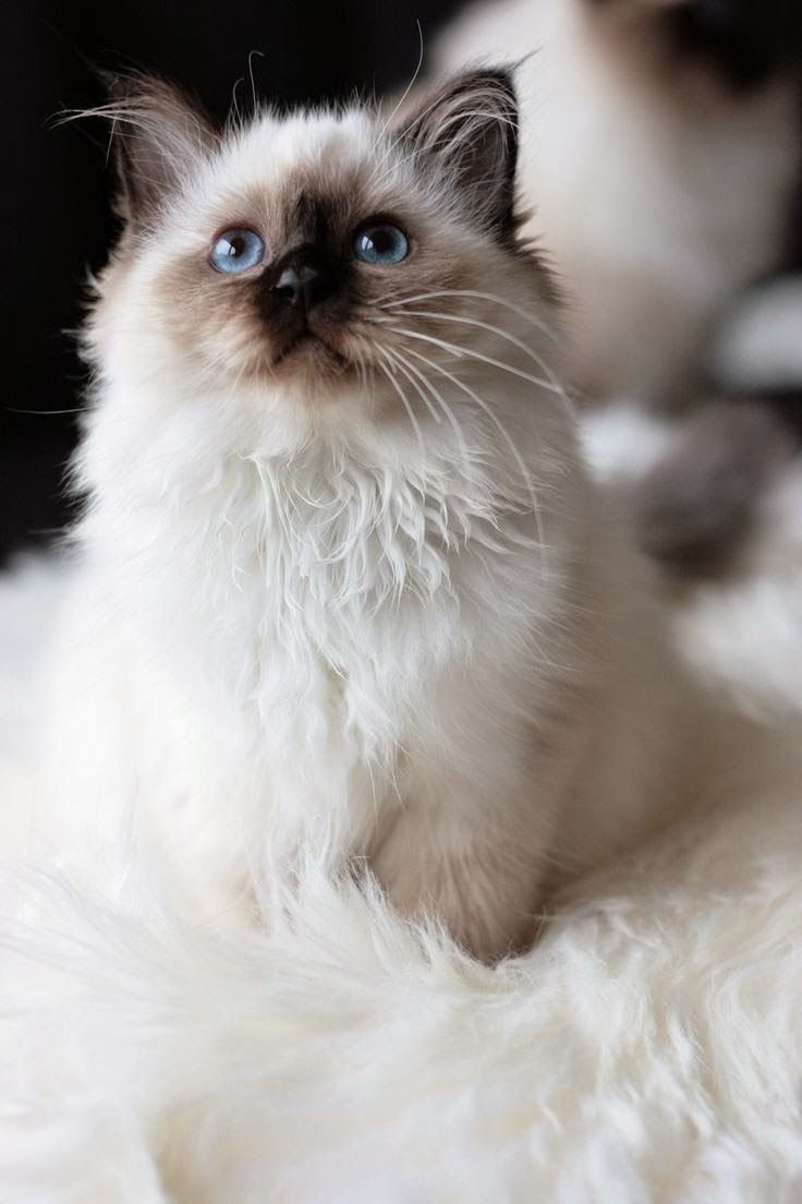 Рэгдолл кошка принцесса Аврора