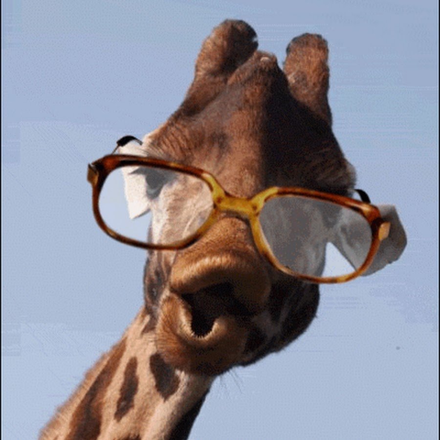 Жирафик в очках
