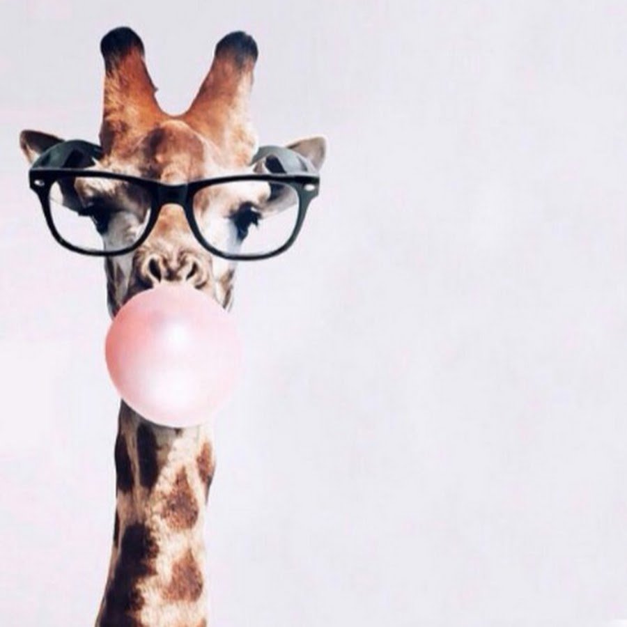 Жираф в очках