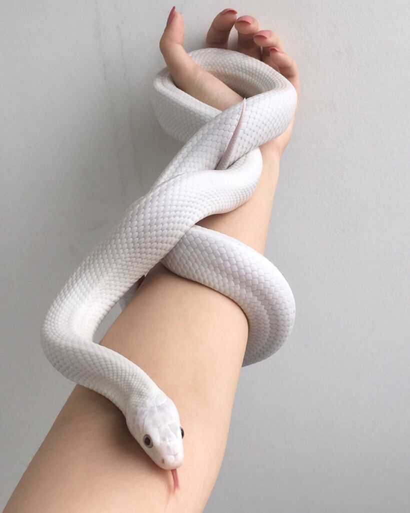 Тигровый питон