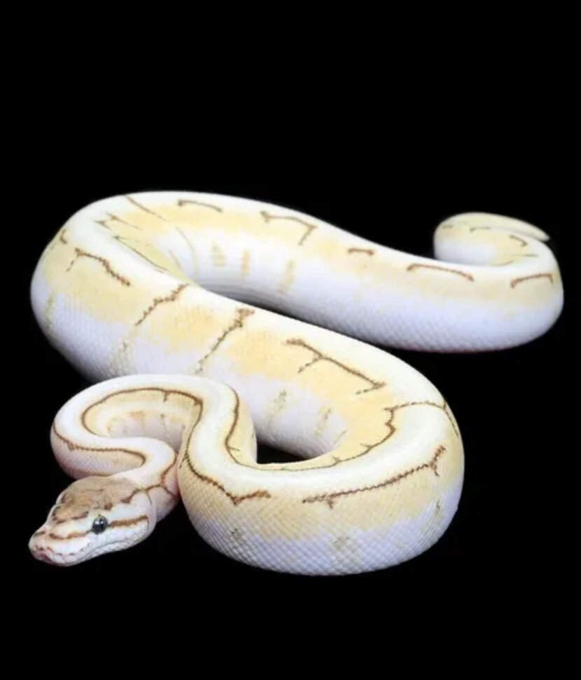 Змея тигровый питон альбинос